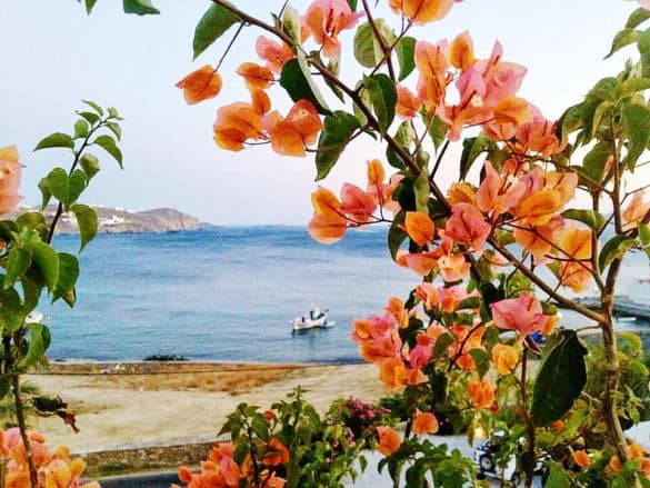 Greece is always a good idea