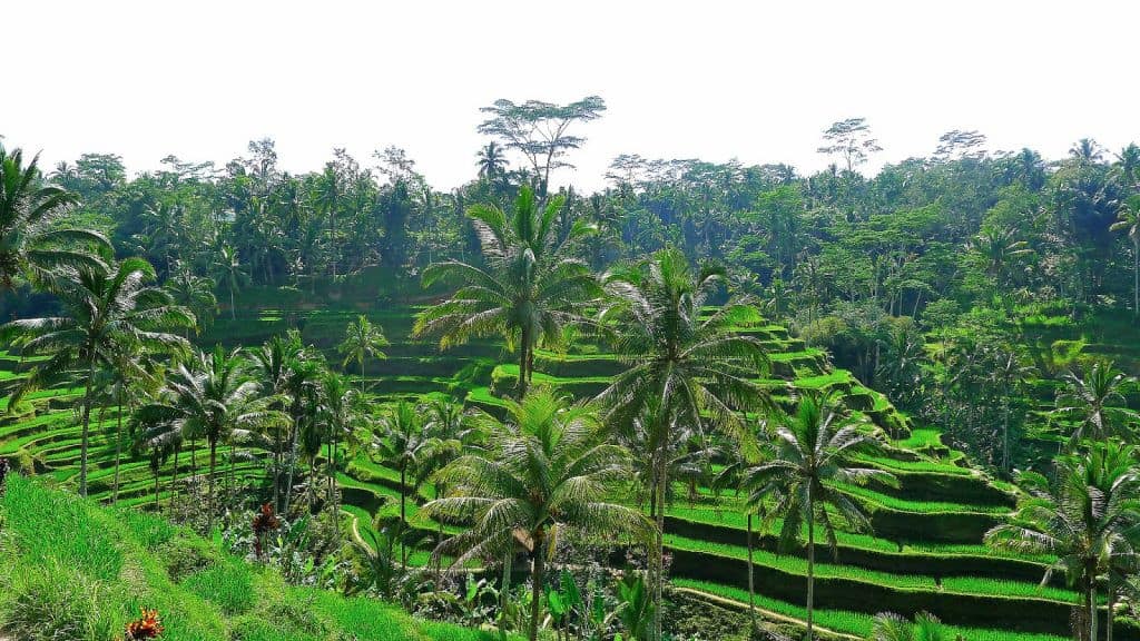 ubud-bali-indonesia-rice-fields