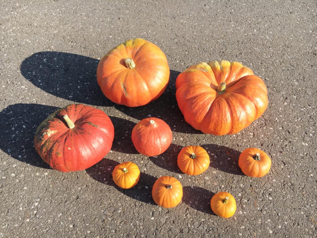 pumpkins